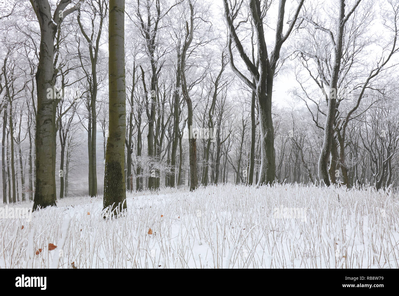 L'hiver en forêt avec le gel et la neige arbres Banque D'Images