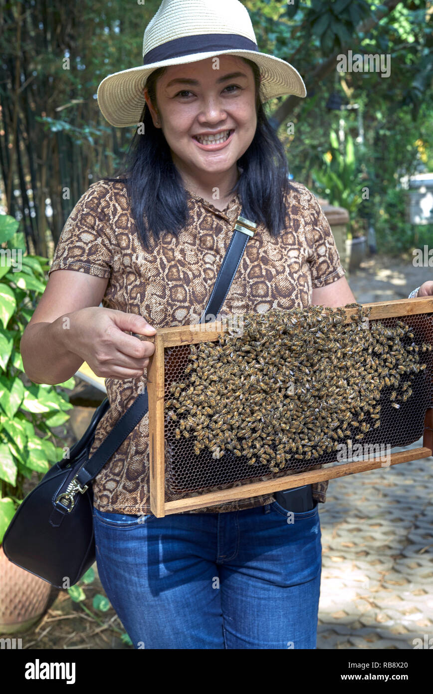 Les abeilles. Femme tenant un cadre avec une colonie d'abeilles, Apis cerana, lors d'une ferme d'abeilles de la Thaïlande, en Asie du sud-est Banque D'Images