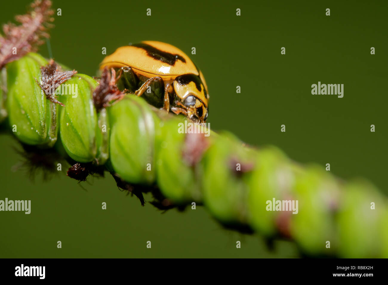 Super rapprochée sur le jaune et le point noir coccinelle marcher sur un pont, d'une plante avec un fond vert Banque D'Images