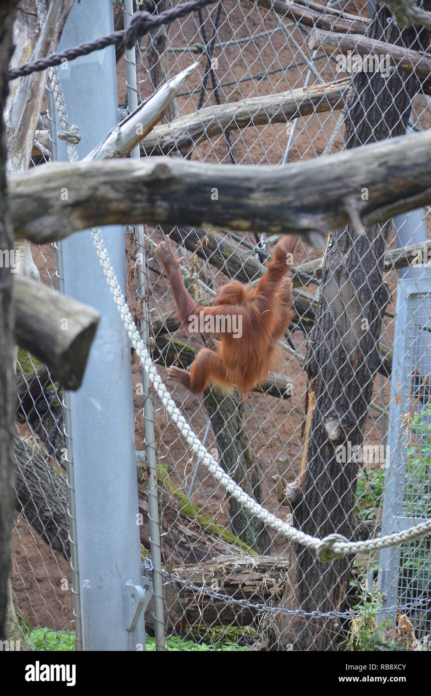 Orang-outan, Pongo pygmaeus Banque D'Images