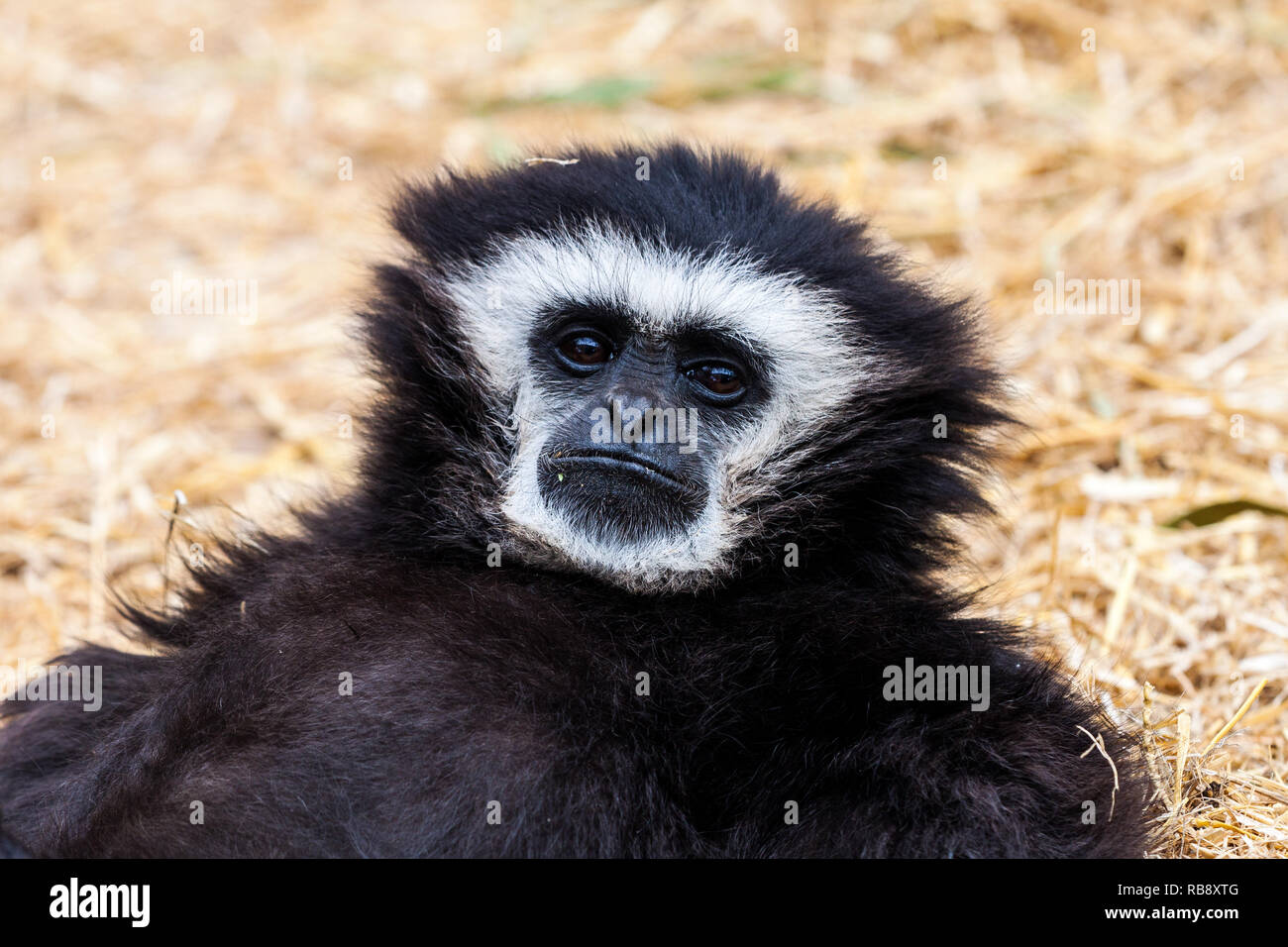 Un beau portrait d'une disparition de Lar gibbon (Hylobates lar) Banque D'Images