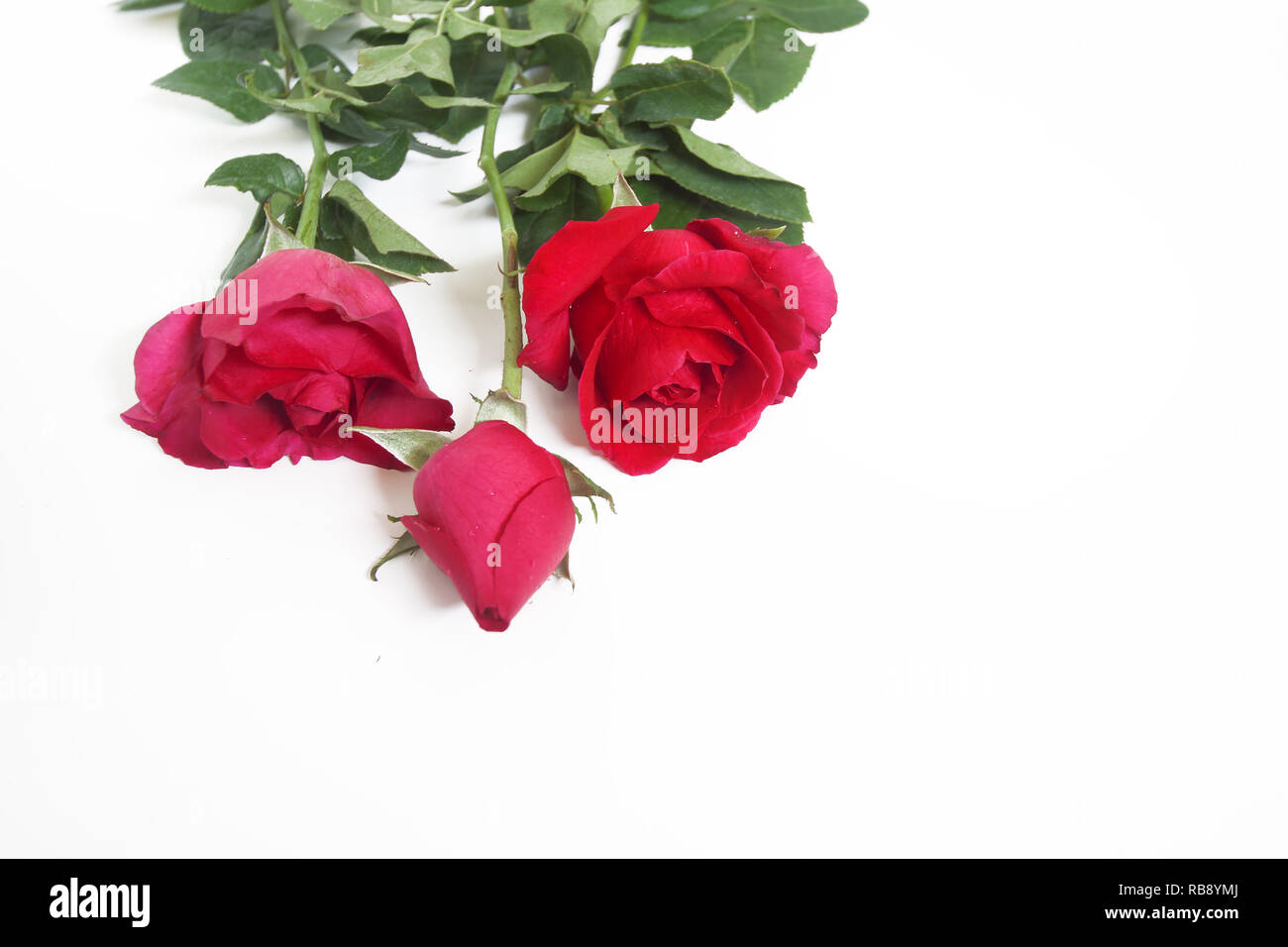Rose rouge sur un fond blanc. Banque D'Images