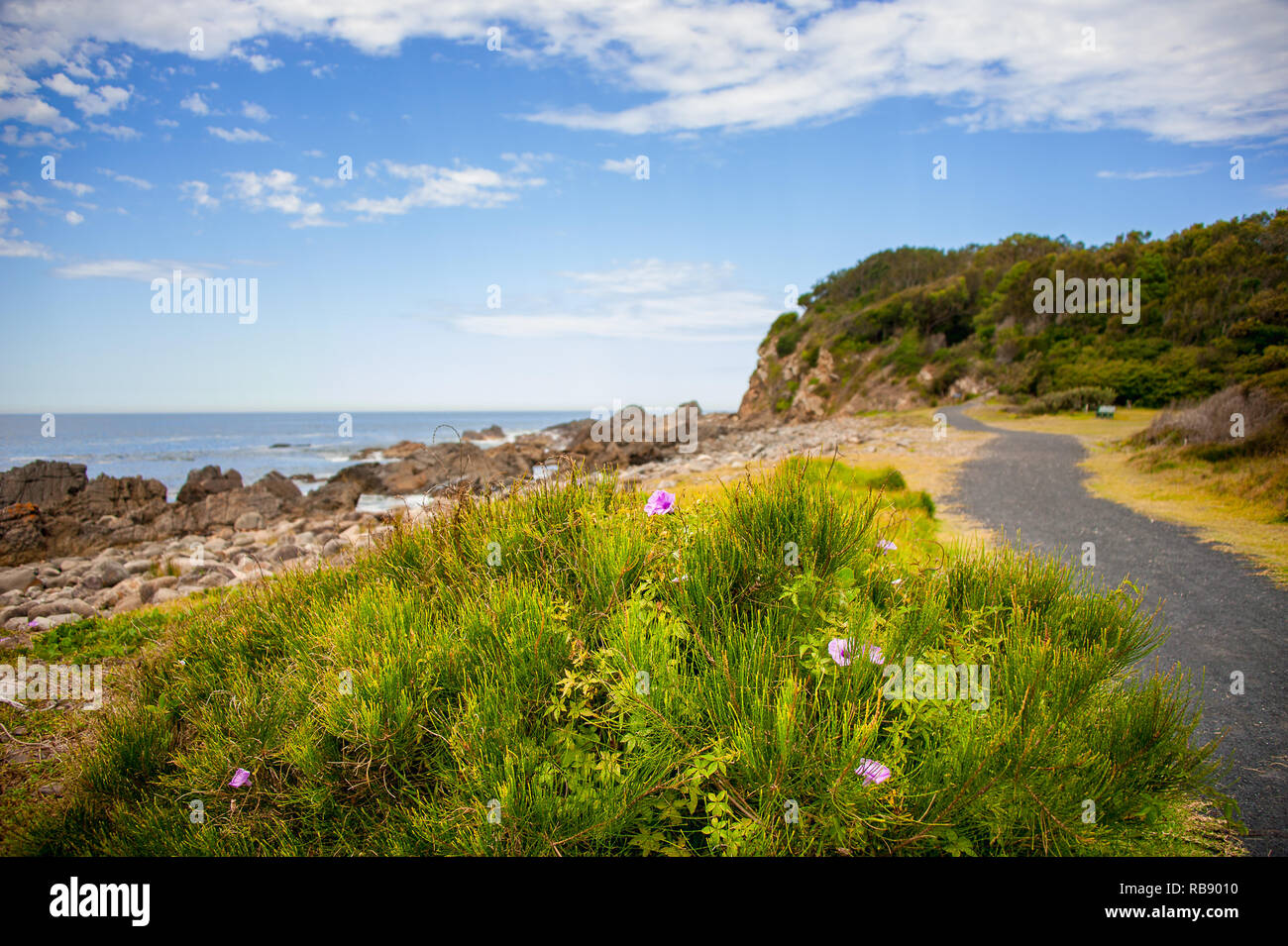 Morning glory (Ipomoea cairica) croissant le long de la côte, Forster. Le centre de NSW, Australie. Nature Paysage avec la côte rocheuse et une mer bleue/sky Banque D'Images