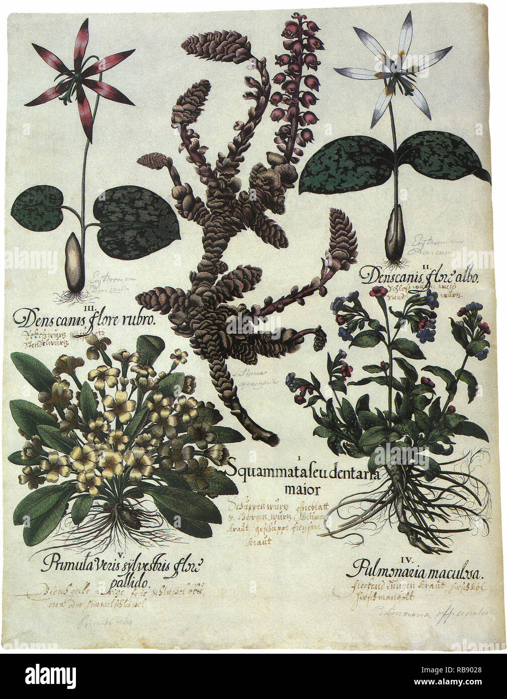 Assortiment botanique Banque D'Images