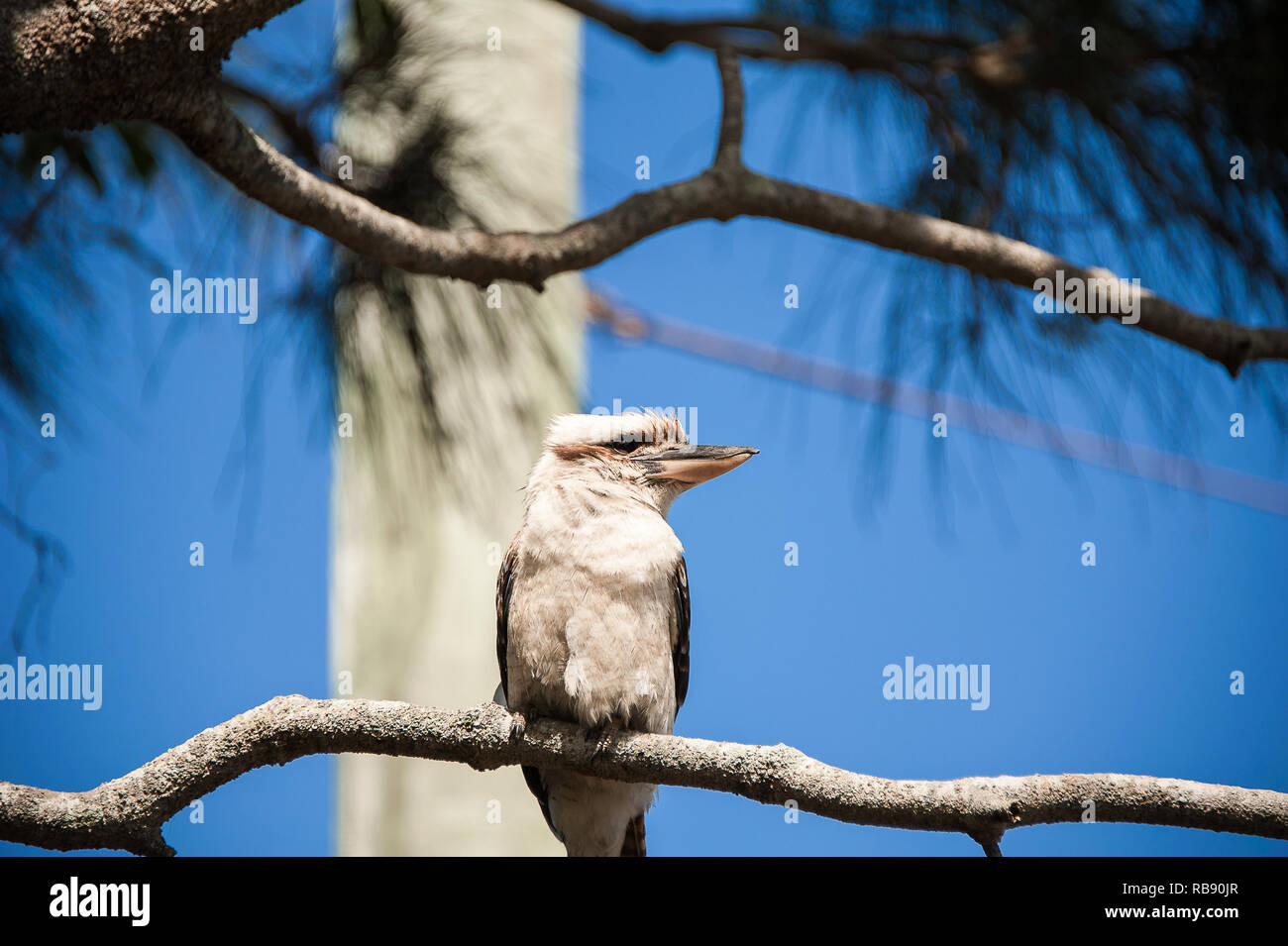 Close up d'un Kookaburra Dacelo novaeguineae (rire) assis sur une branche, avec fond de ciel bleu. Banque D'Images