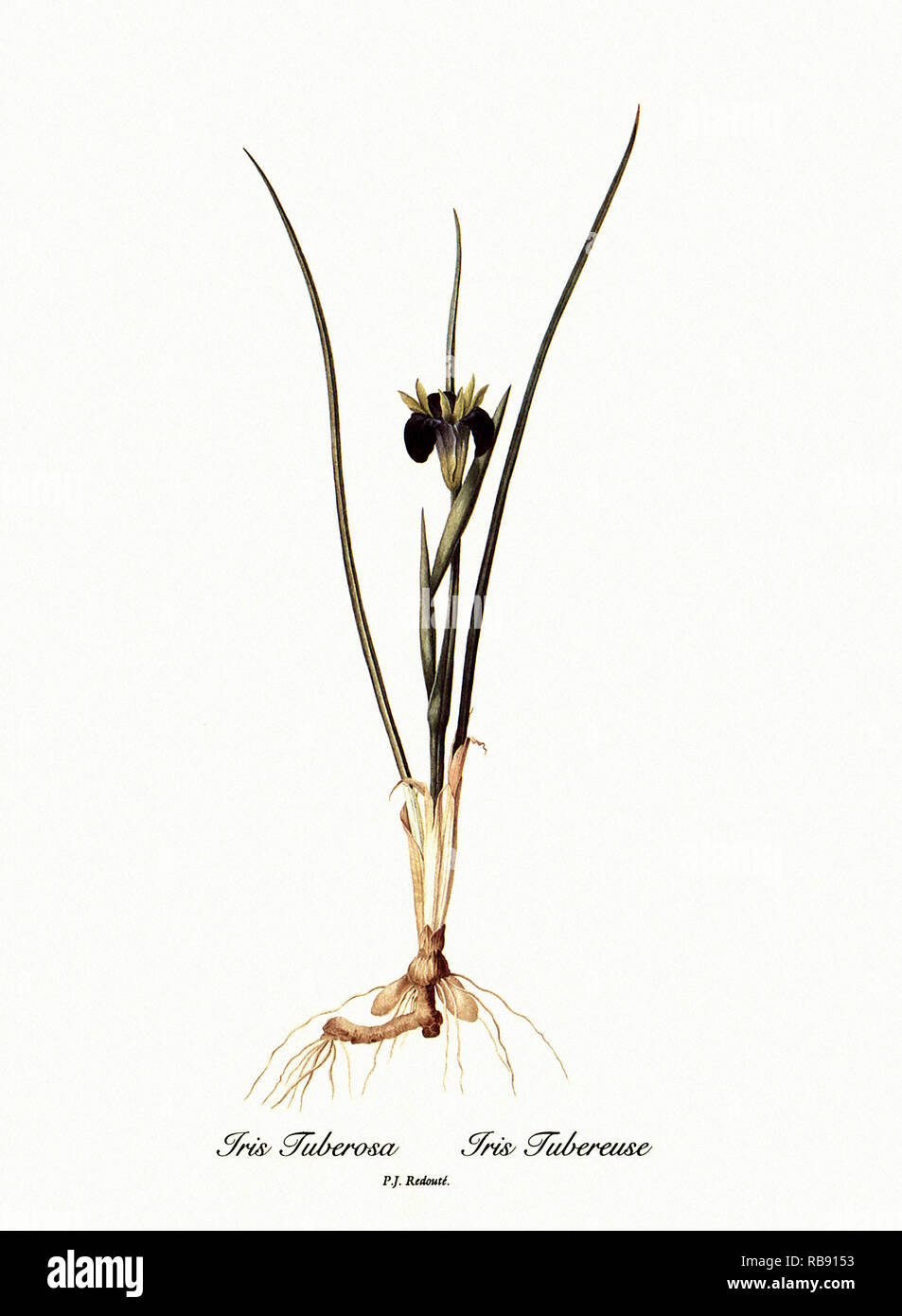 Iris Iris Tuberosa, Tubereuse Banque D'Images