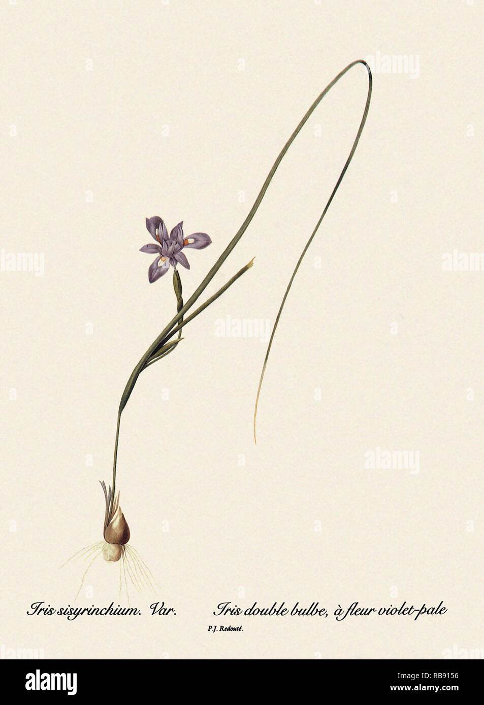 Iris sisyrinchium. Var. Banque D'Images