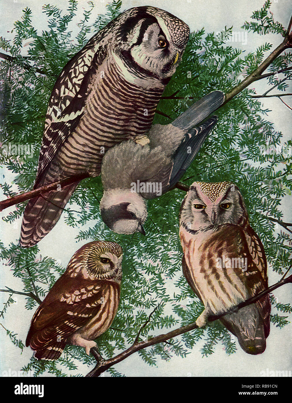 Owls in Tree Banque D'Images