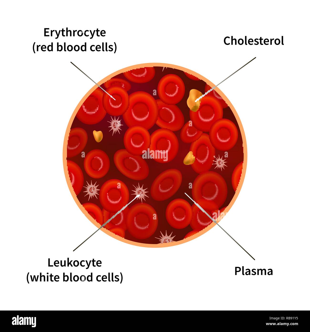 La composition du sang infographie avec les érythrocytes, les cellules de sang blanches, de cholestérol et de plasma isolated on white Illustration de Vecteur