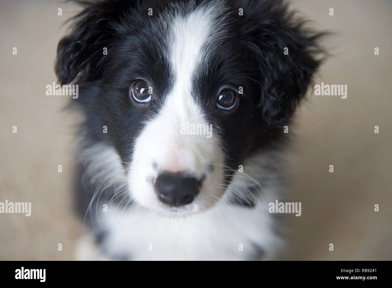 Chiot Border Collie berger 8 semaines Photo Stock - Alamy