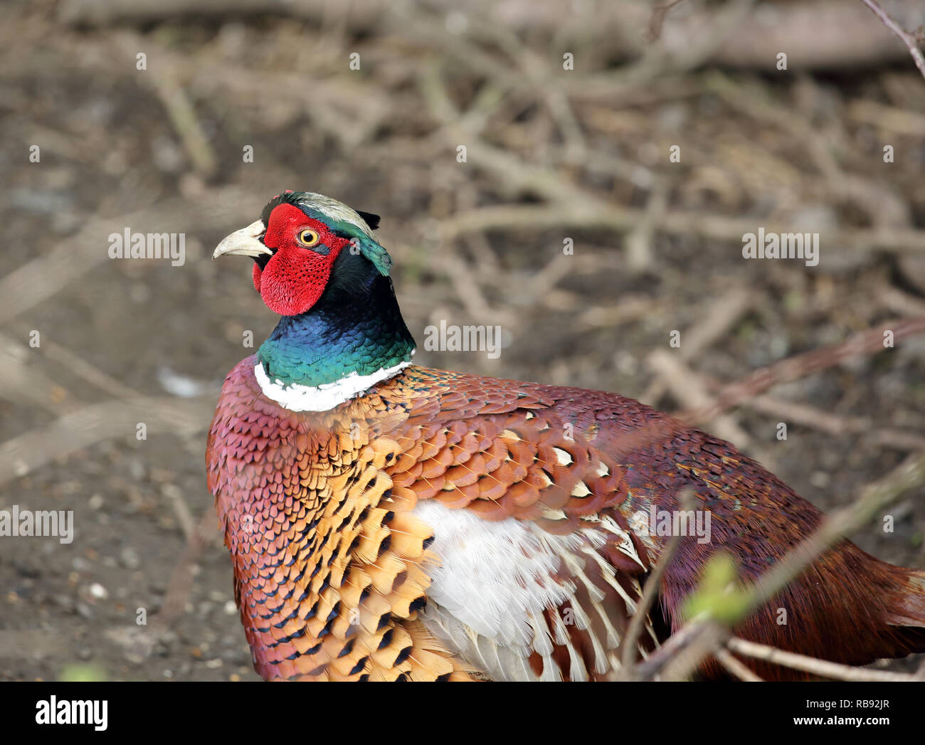 Faisan de Colchide Phasianus principalis, mâle. Banque D'Images