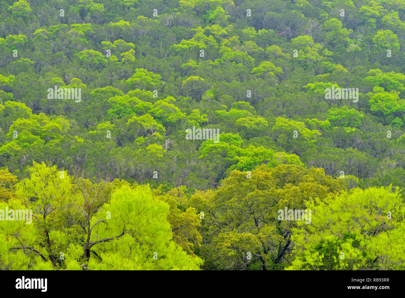 Feuillage de printemps sur une colline, dans la vallée du ruisseau de vache, d'un balcon Canyonlands National Wildlife Refuge, Texas, États-Unis Banque D'Images