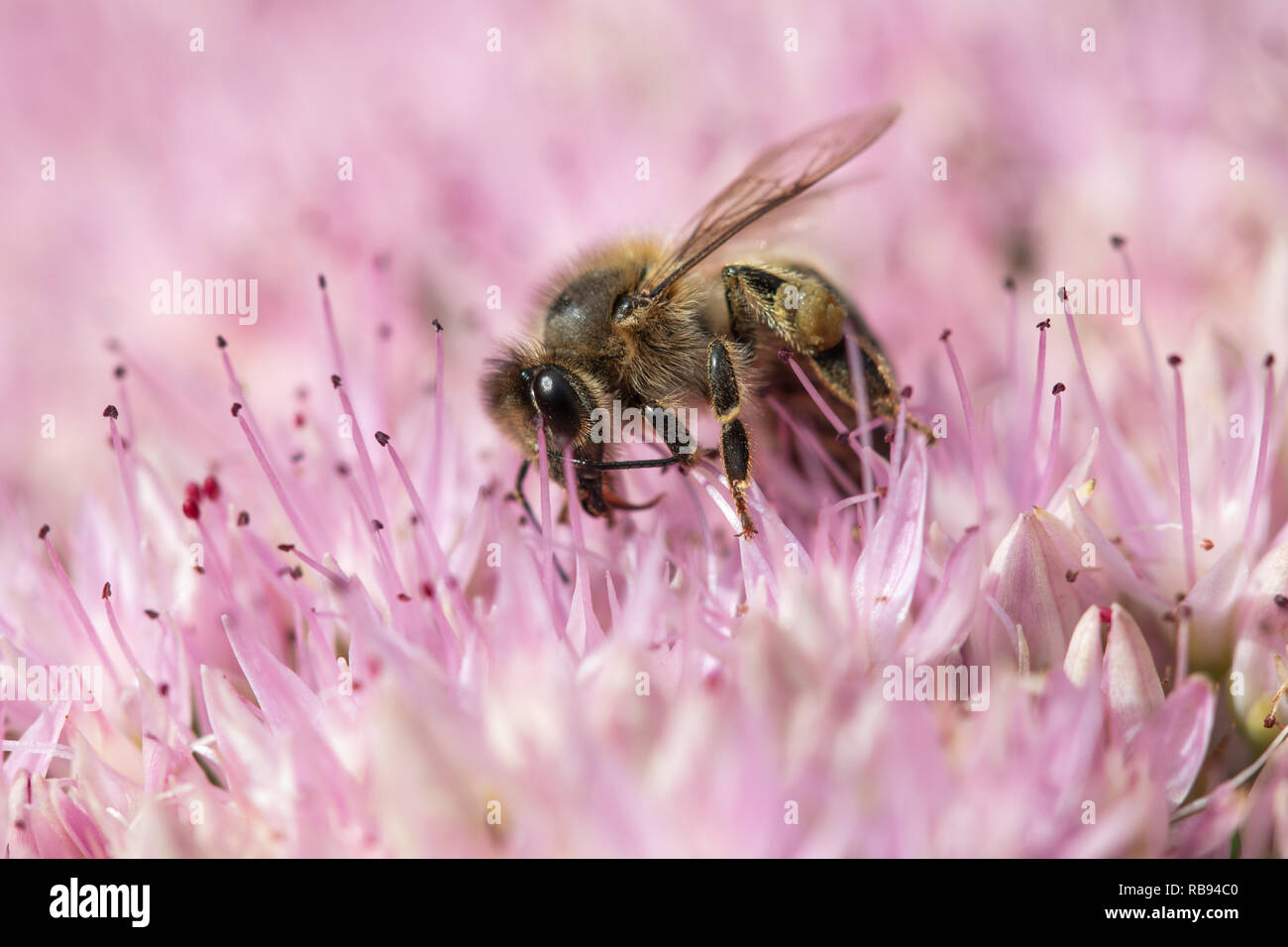 Gros plan d'une alimentation de l'abeille de fleurs roses Banque D'Images