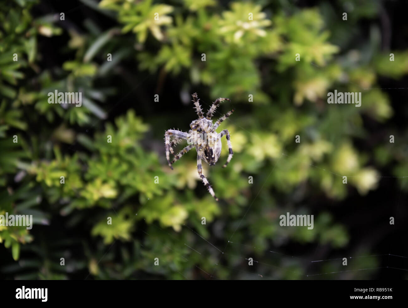 Dans l'araignée araignée dans la forêt, les animaux et les insectes Banque D'Images