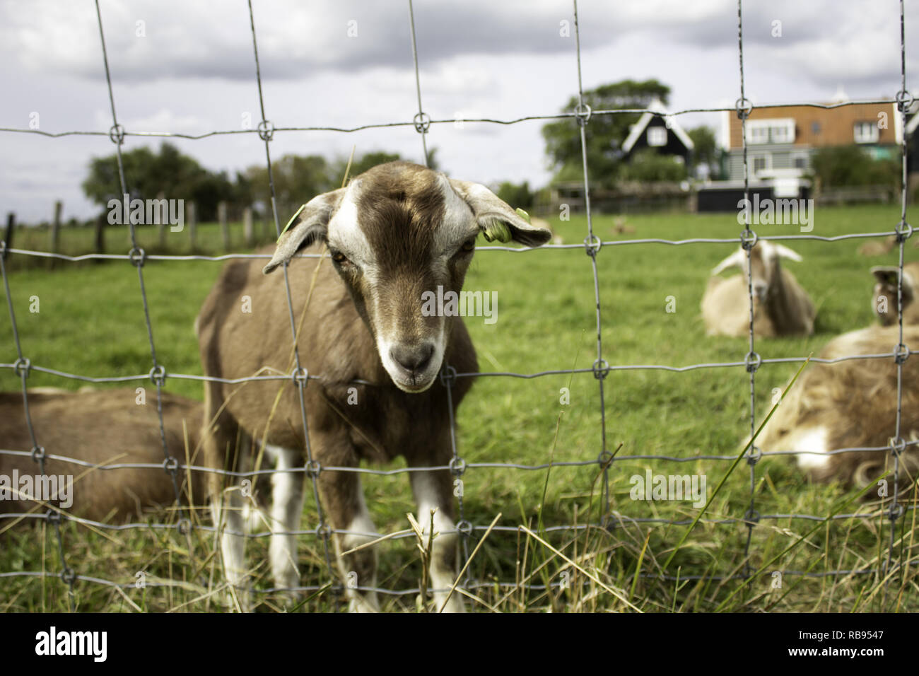 Clos de chèvre clôture dans la ferme des animaux, nature Banque D'Images