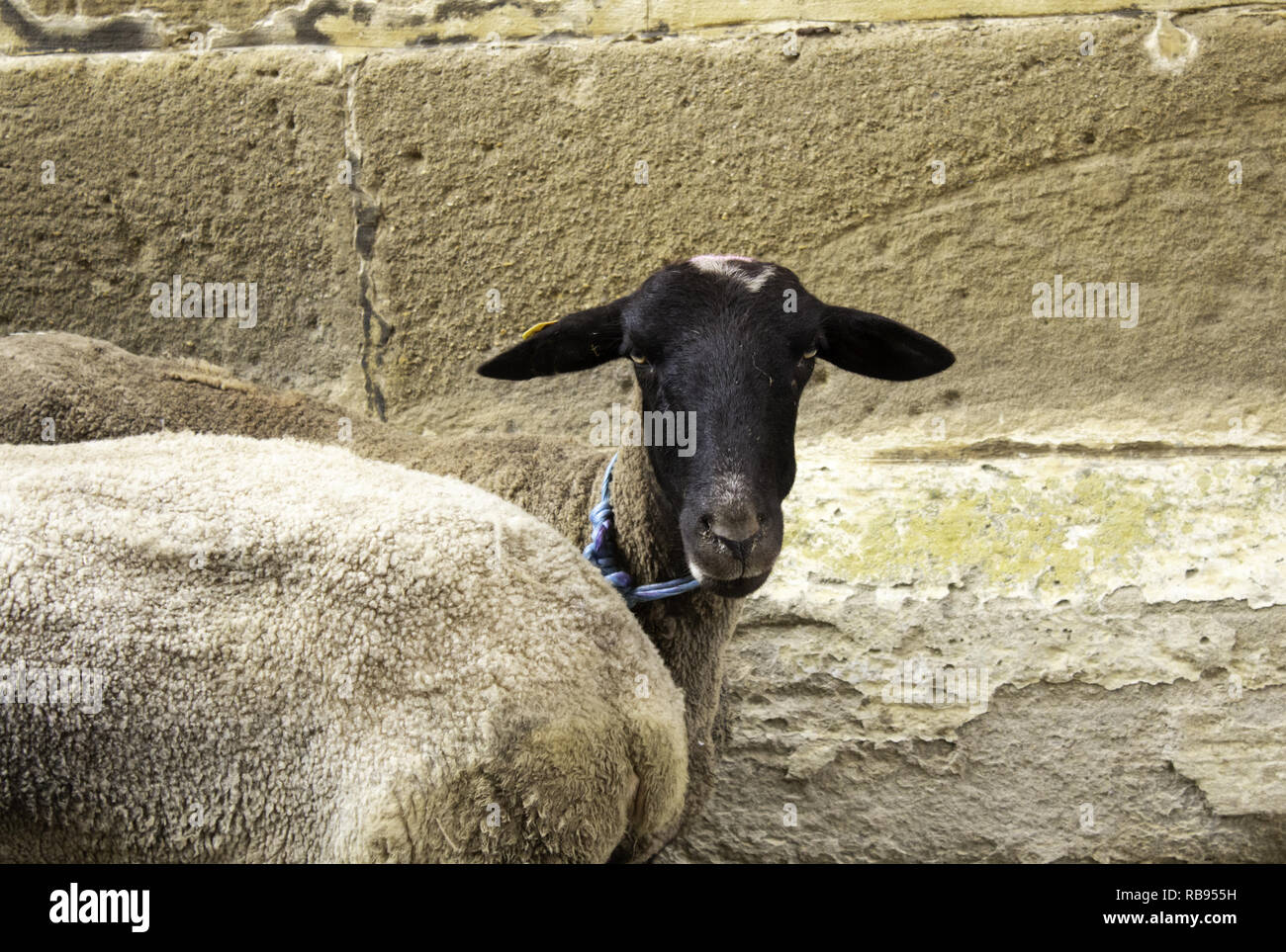 Clos de chèvre clôture dans la ferme des animaux, nature Banque D'Images