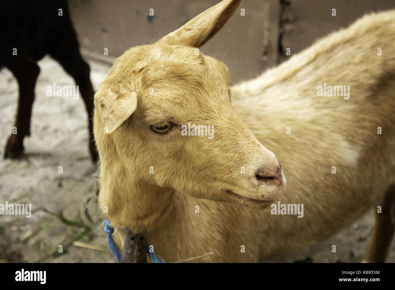 Clos de chèvre clôture dans la ferme des animaux, nature Banque D'Images