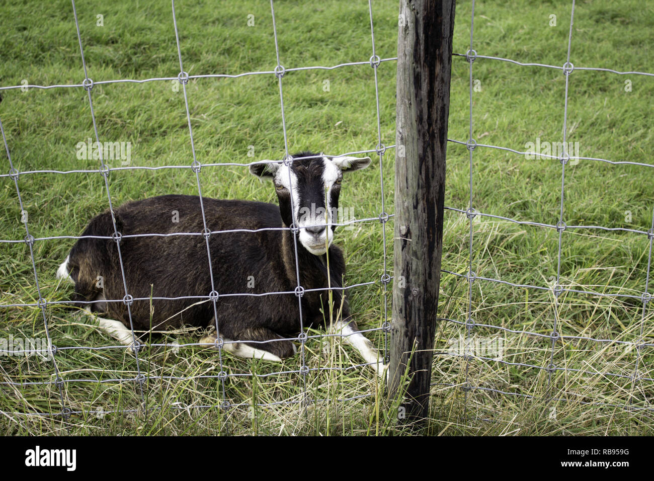 Clos de chèvre clôture dans la ferme des animaux, nature Banque D'Images