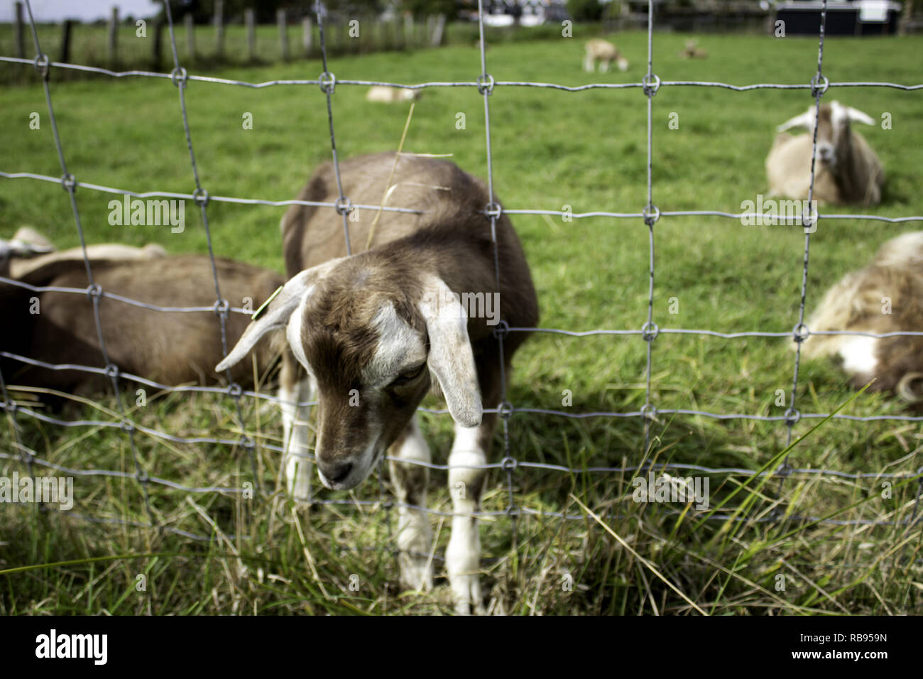 Clos de chèvre clôture dans la ferme des animaux, nature Banque D'Images