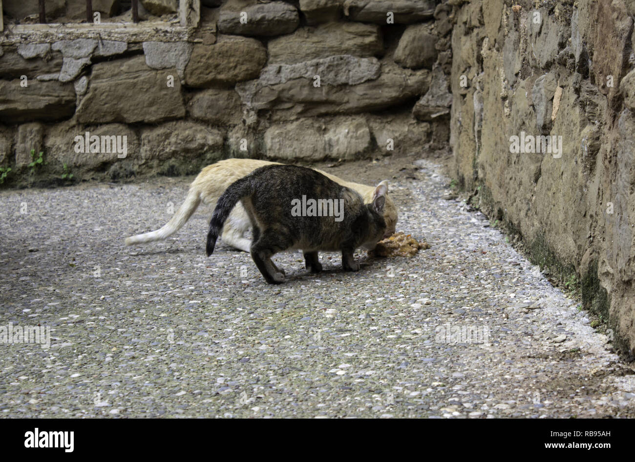 Les chats abandonnés dans la rue, la violence envers les animaux, la solitude Banque D'Images