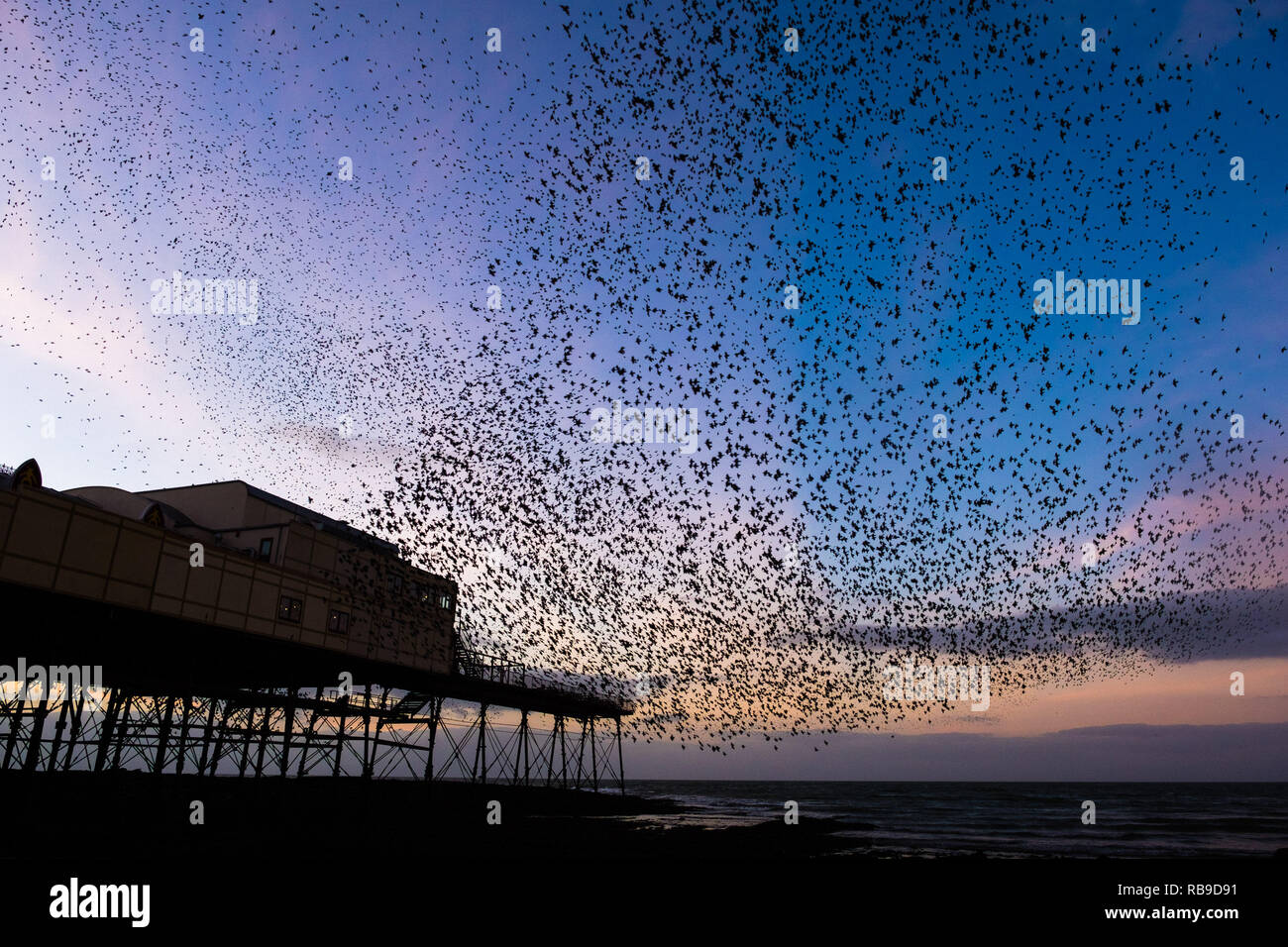 Aberystwyth, Pays de Galles, Royaume-Uni. 05Th Jan, 2019. Météo France sur une soirée froide, après une journée de soleil d'hiver, les troupeaux de dizaines de milliers de minuscules étourneaux volent dans urmurations "énorme" dans le ciel qui reviennent de leur alimentation quotidienne pour se percher pour la nuit sur la forêt de pieds en dessous de la station balnéaire d'Aberystwyth Victorian pier. Aberystwyth est l'un des rares gîtes urbains dans le pays et attire des gens de tout le Royaume-Uni pour assister à la soirée spectaculaire affiche. Crédit photo : Keith morris/Alamy Live News Banque D'Images