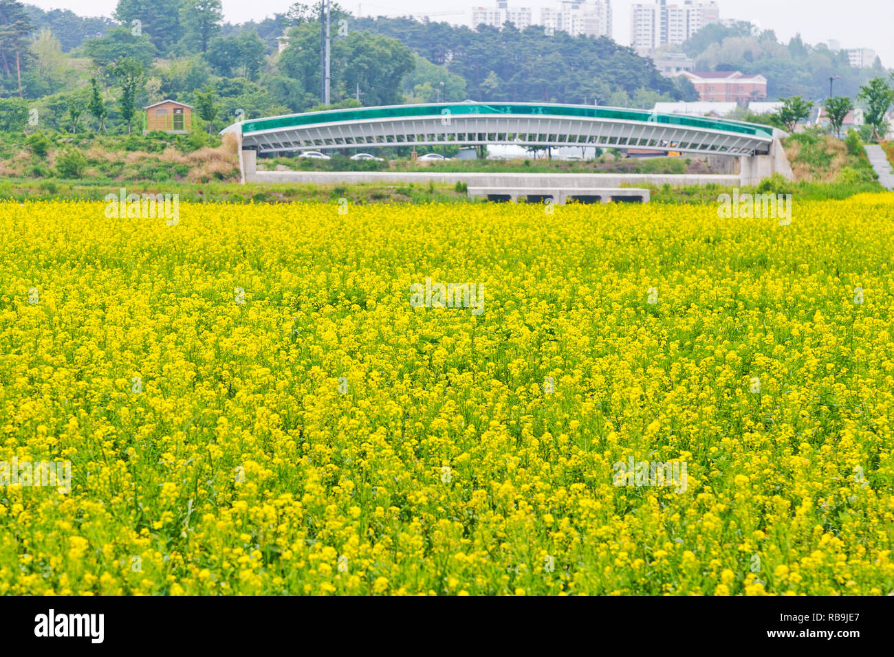 Fleur de colza dans le parc provincial de Gyeongpo, Gangneung, Corée du Sud. Banque D'Images