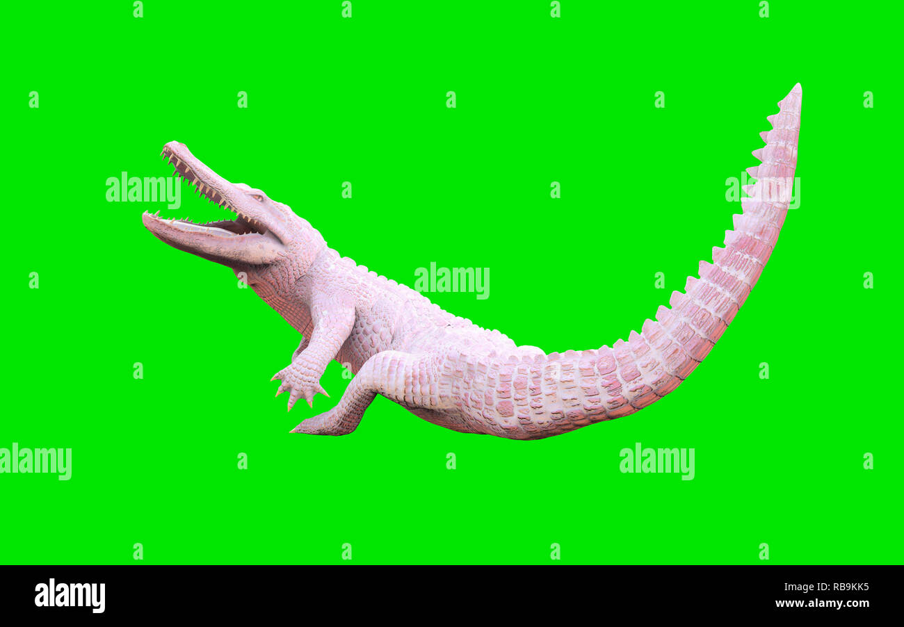3D Illustration d'albino alligator isolé sur fond vert, crocodile Banque D'Images