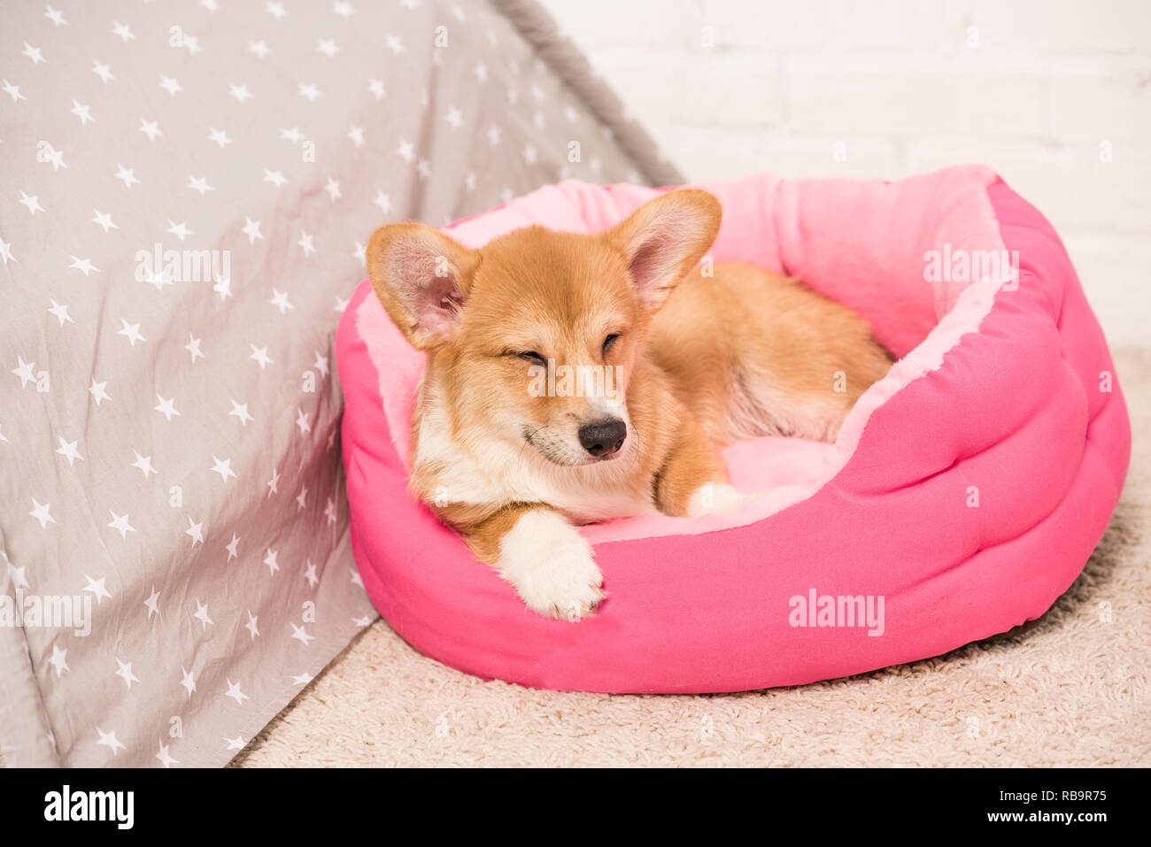 Cute Pembroke Welsh Corgi chien couché dans soft animal house à la maison Banque D'Images
