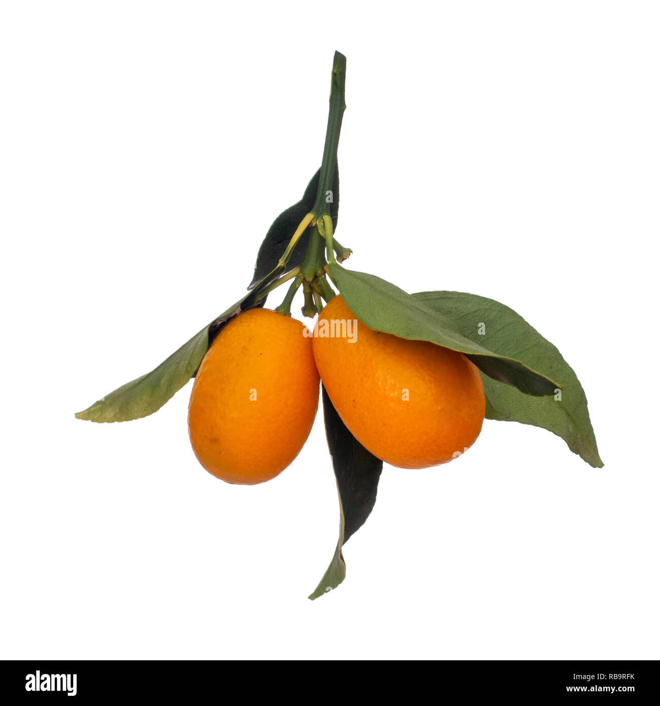 Cumquat, brindille kumquat fruits orange et vert feuilles isolées sur fond blanc. Pendant vers le bas. Banque D'Images