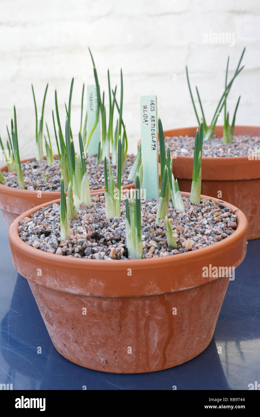 Iris reticulata 'émergents' Alida shoots en hiver. Banque D'Images