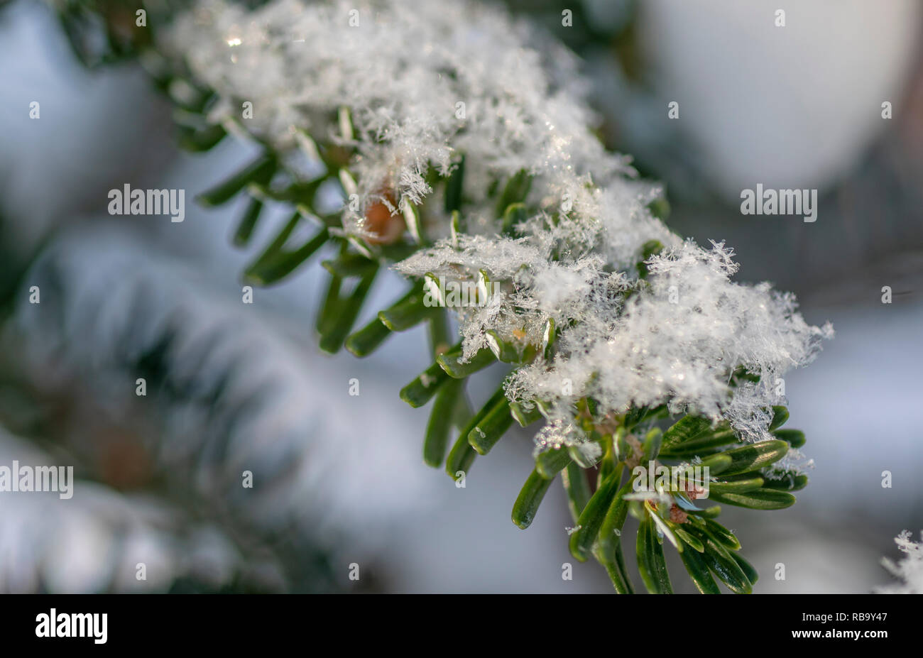 Sapin de Corée est sous un énorme snow caps. Banque D'Images