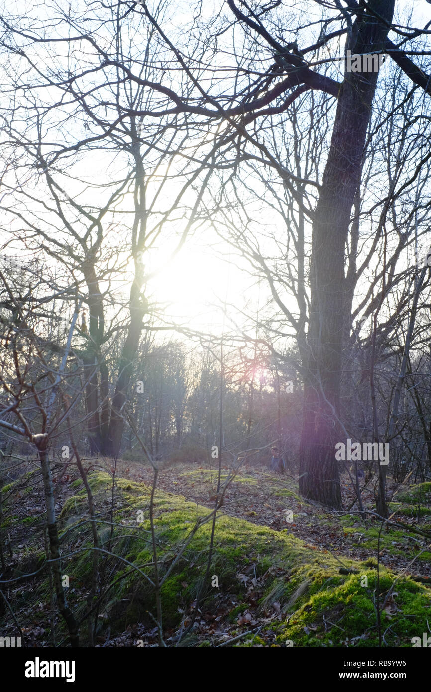 Beau paysage de forêt en monochrome Banque D'Images