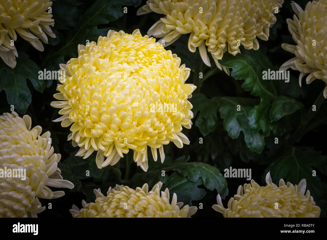 Chrysanthème en pleine floraison jusqu' fermer Banque D'Images