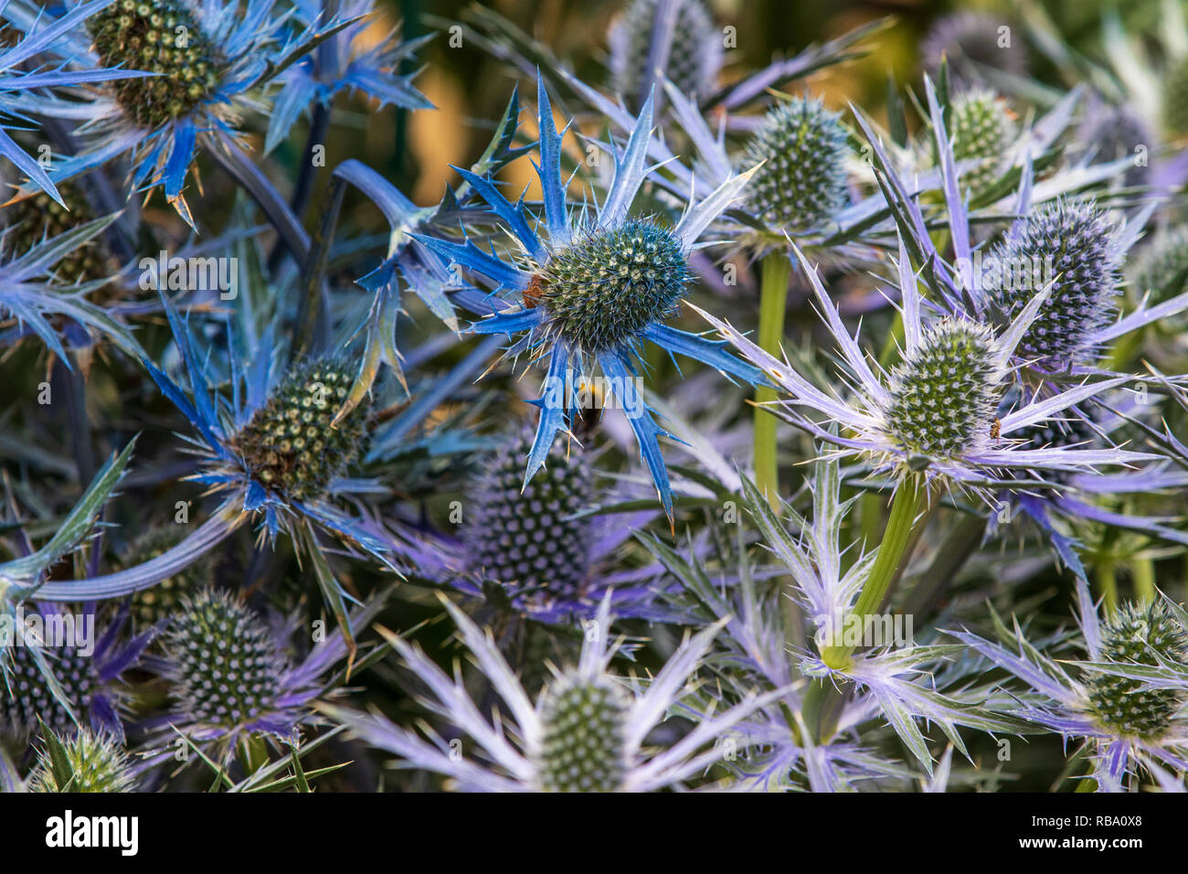 Eryngium zabelii big blue en pleine floraison jusqu' fermer Banque D'Images