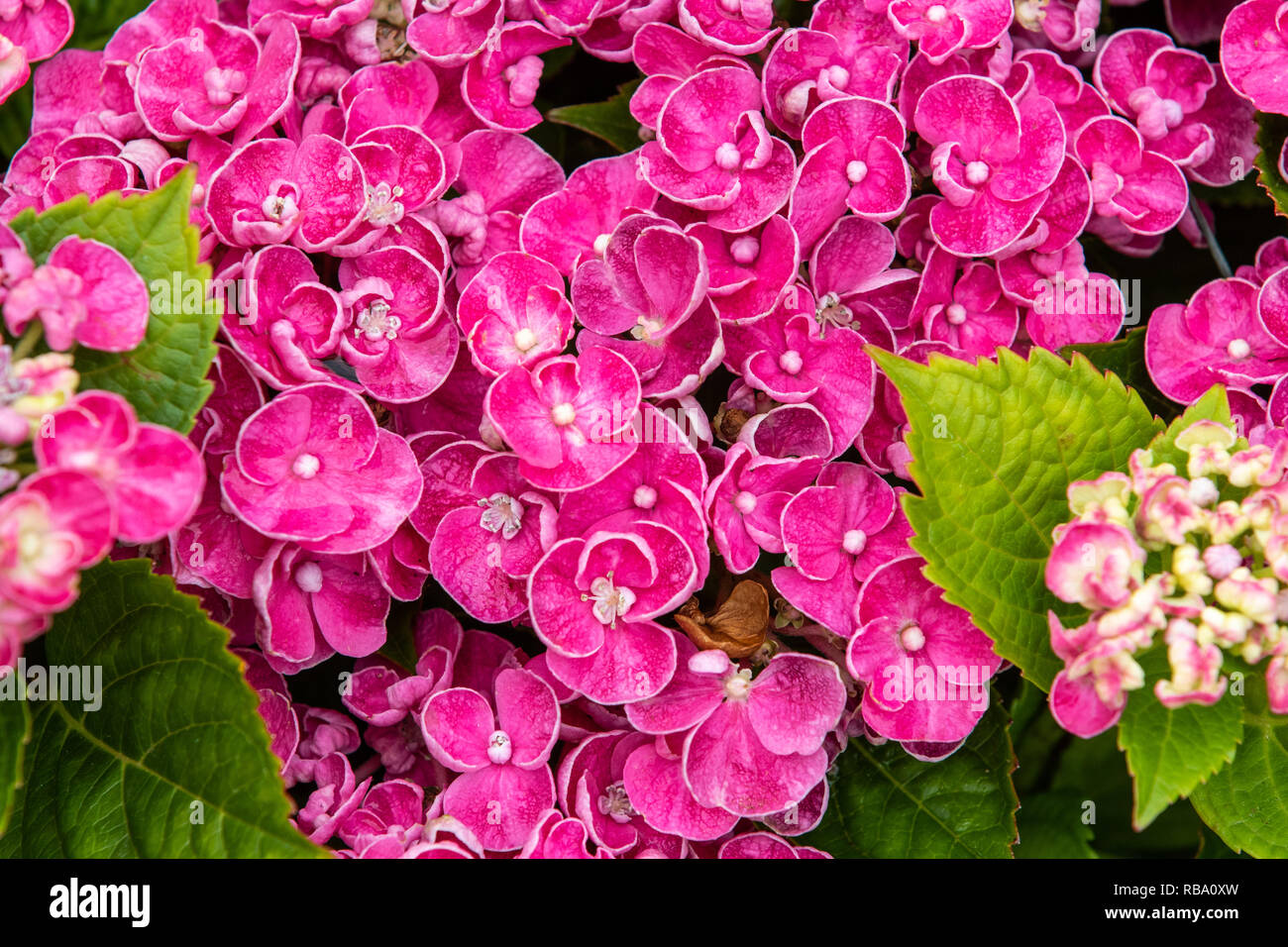 Curly wurly hortensia rose en pleine floraison jusqu' fermer Banque D'Images