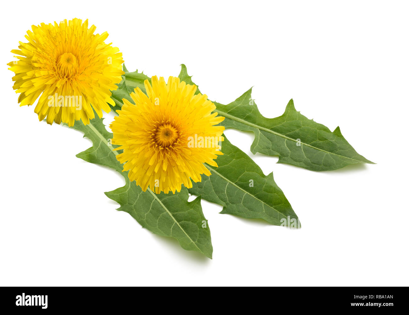 Avec des fleurs de pissenlit isolé sur fond blanc Banque D'Images