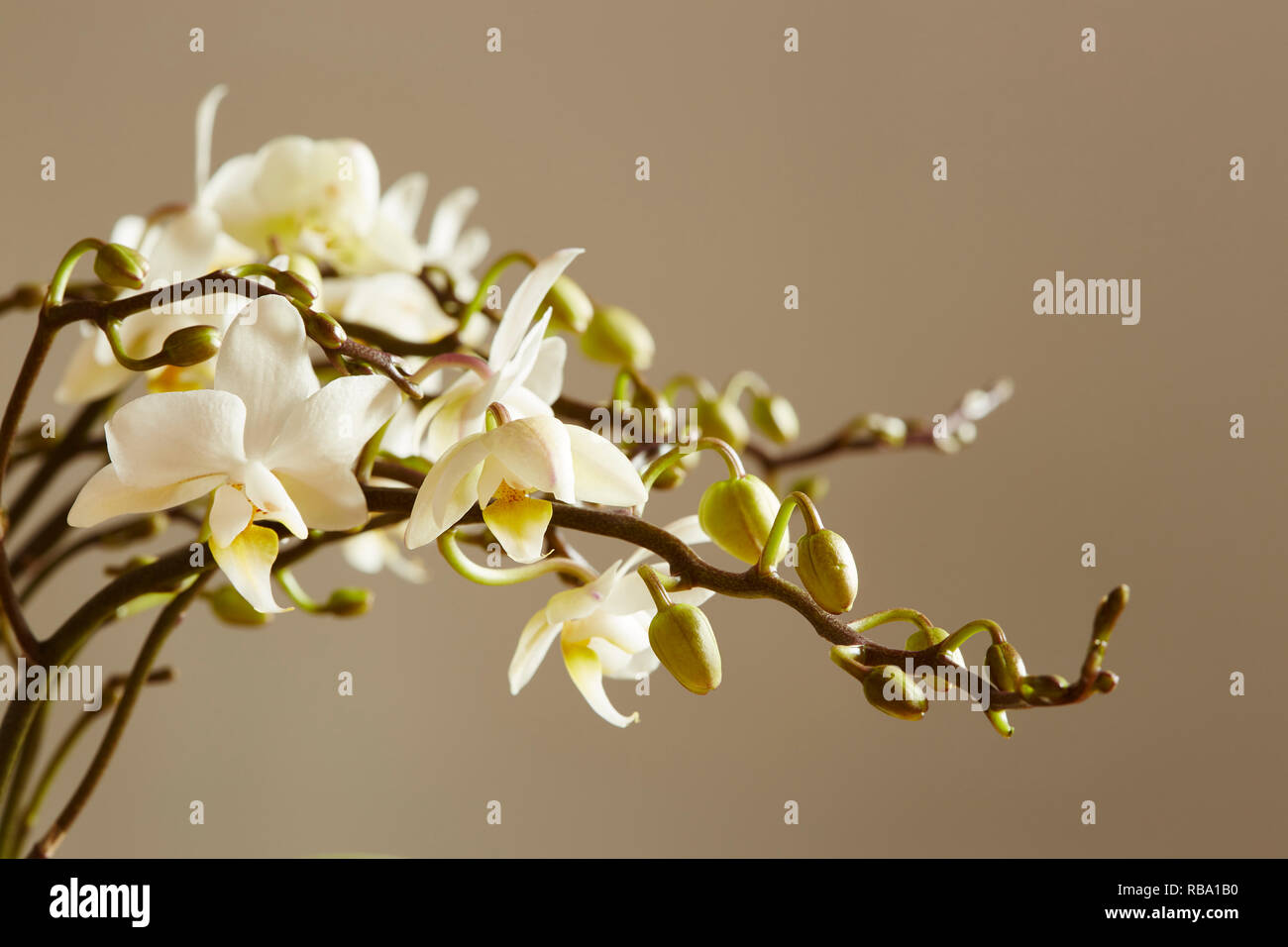 Un groupe de tiges de fleurs orchidée Phalaenopsis blanche avec un abackground Banque D'Images