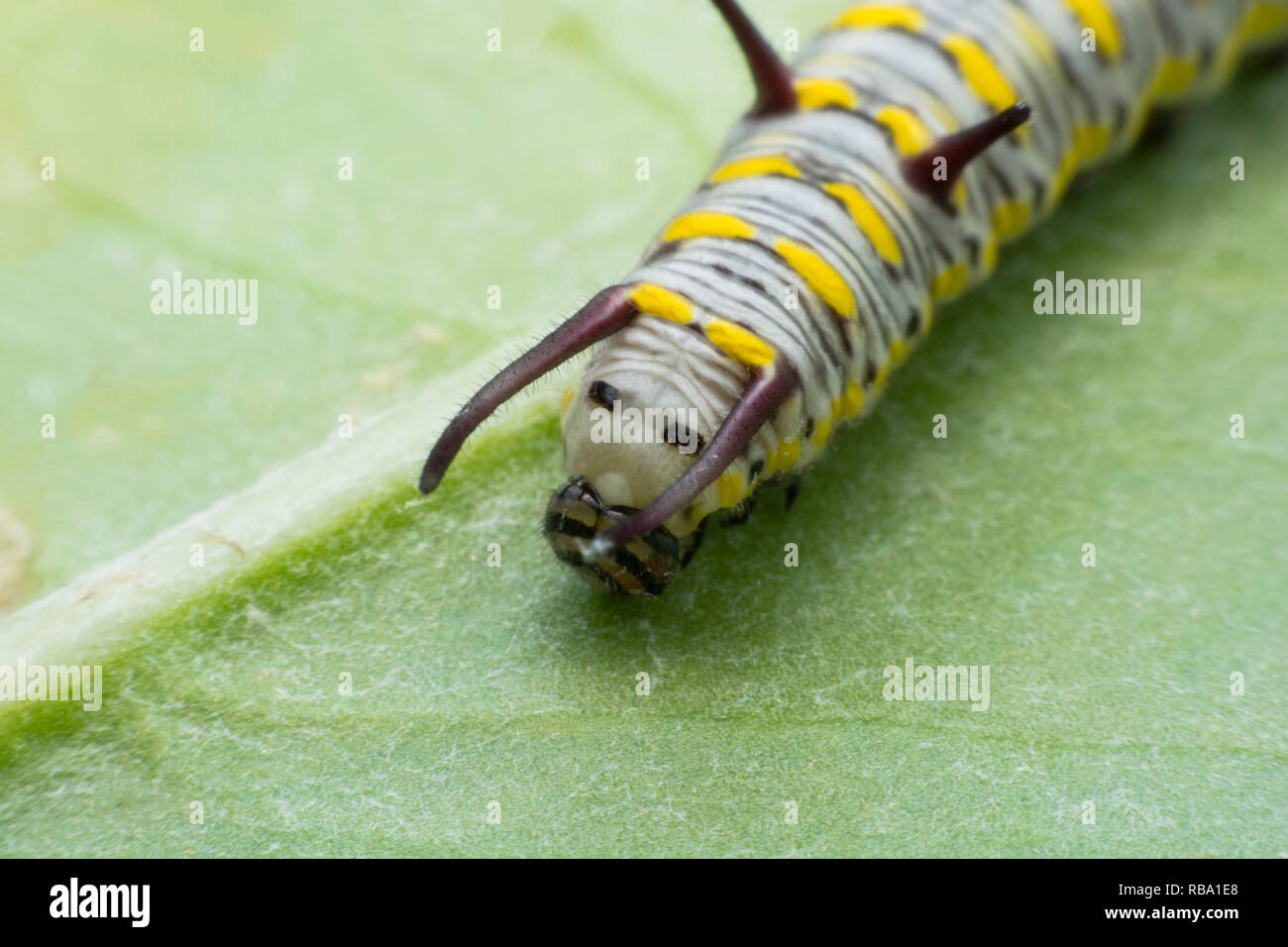 Caterpillar Monarque mature sur feuille verte Banque D'Images