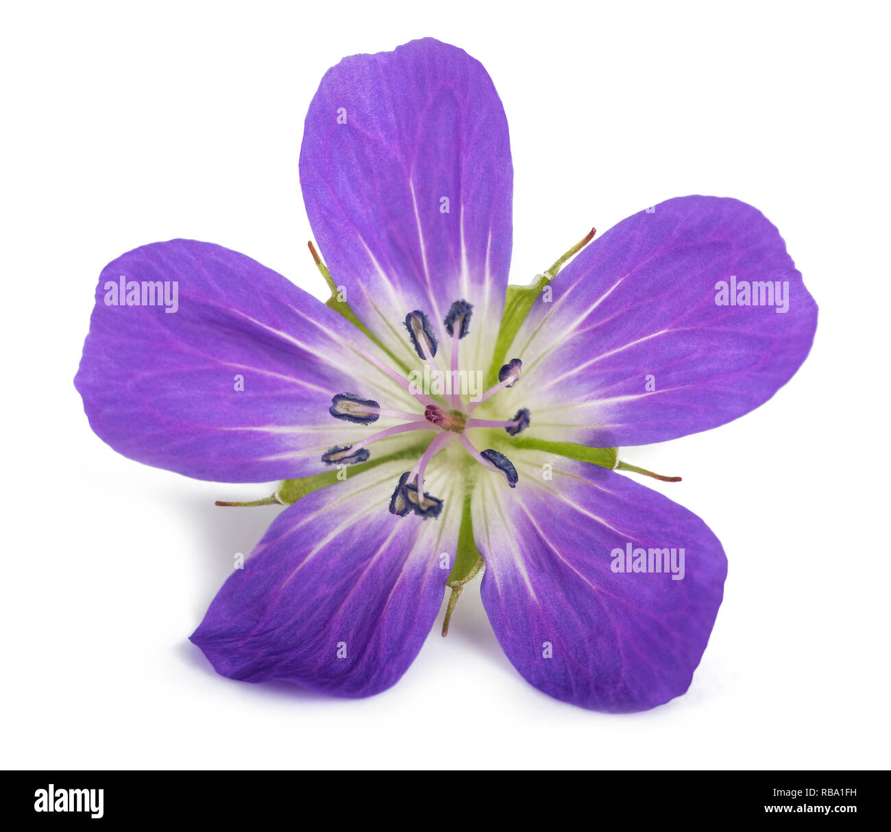 Géranium sanguin (Geranium sylvaticum bois) isolated on white Banque D'Images