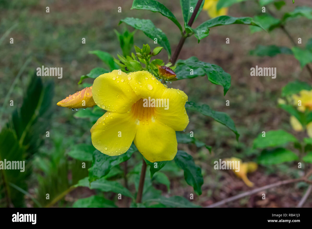 fleur jaune d'allamanda avec des gouttes d'eau avec des feuilles qui ont l'air génial après la chute de pluie en jour pluvieux . Banque D'Images