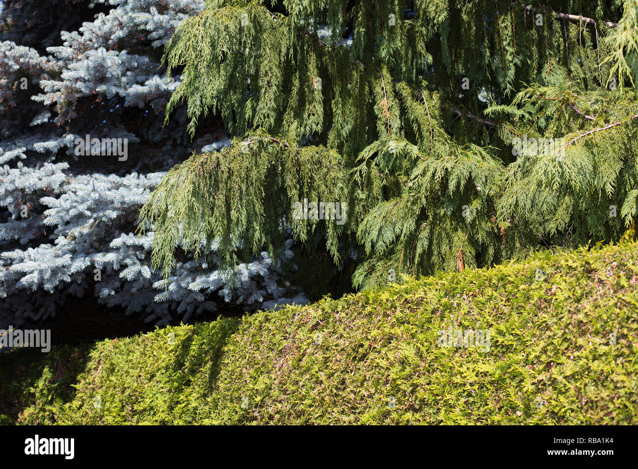 Une haie avec deux arbres Banque D'Images