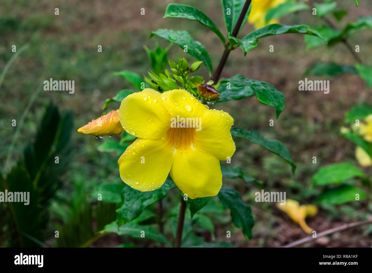 fleur jaune d'allamanda avec des gouttes d'eau avec des feuilles qui ont l'air génial après la chute de pluie en jour pluvieux . Banque D'Images