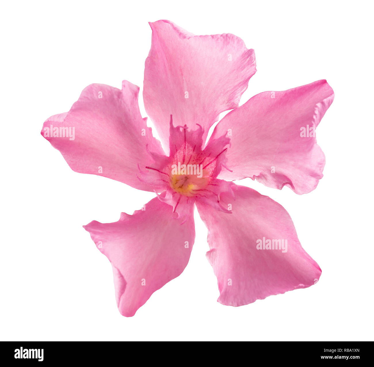 Oleander fleur isolé sur fond blanc Banque D'Images Oleander fleur isolé sur fond blanc Banque D'Images