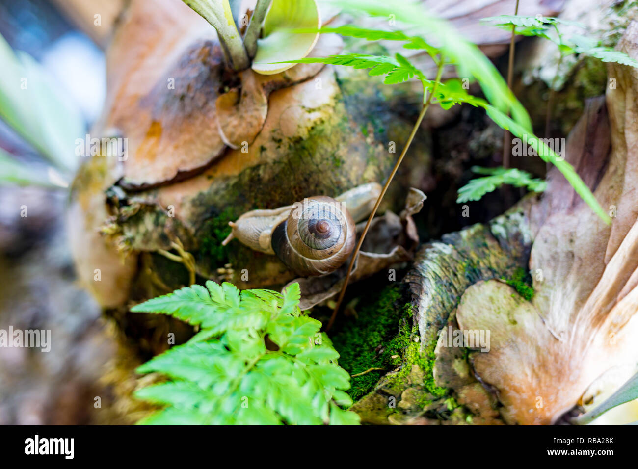 Gros escargot en coquille de ramper sur route, journée d'été dans le jardin Banque D'Images