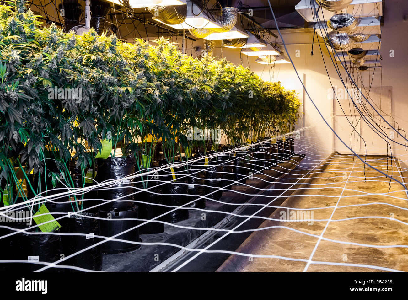 Chambre de culture de marijuana cannabis juridique - série de culture de marijuana en intérieur avec prêt pour la récolte des plantes Banque D'Images