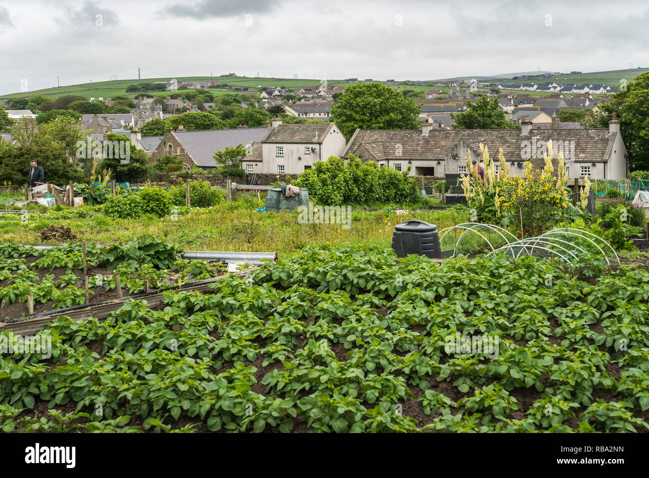 Un petit potager dans Kikrkwall, Orkney, Scotland, Royaume-Uni, Europe. Banque D'Images