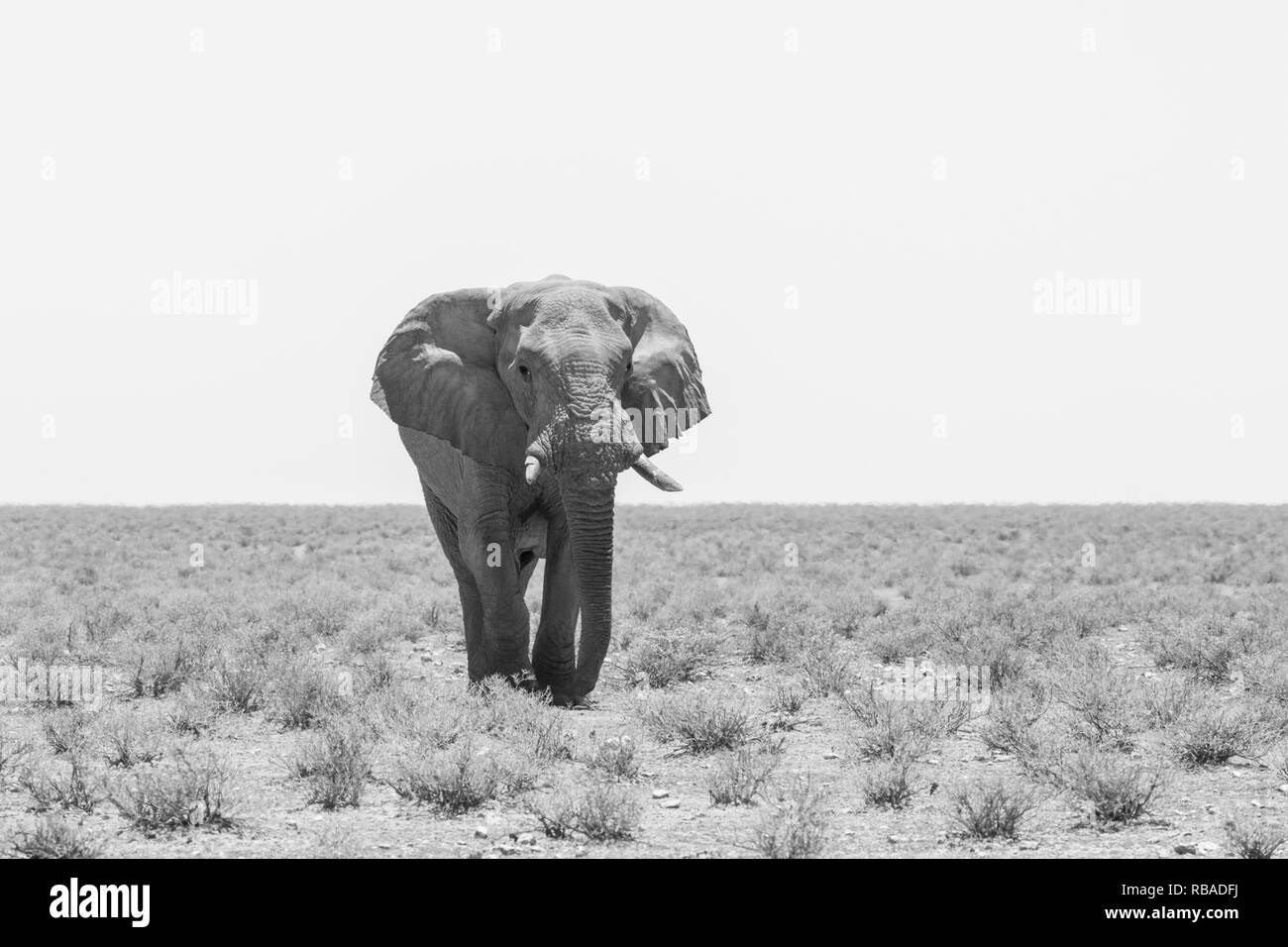 Portrait monochrome de l'éléphant africain (Loxodonta africana) marche dans la savane naturelle Banque D'Images