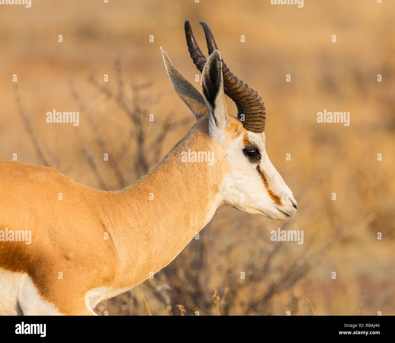 Portrait vue côté springbok cornu naturelles (Antidorcas marsupialis) dans la région de savanna Banque D'Images