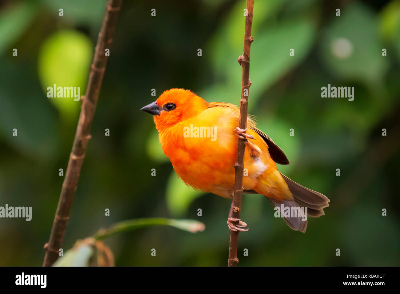 Quelques Oiseaux Des Jardins Et Forêts De Praslin Le