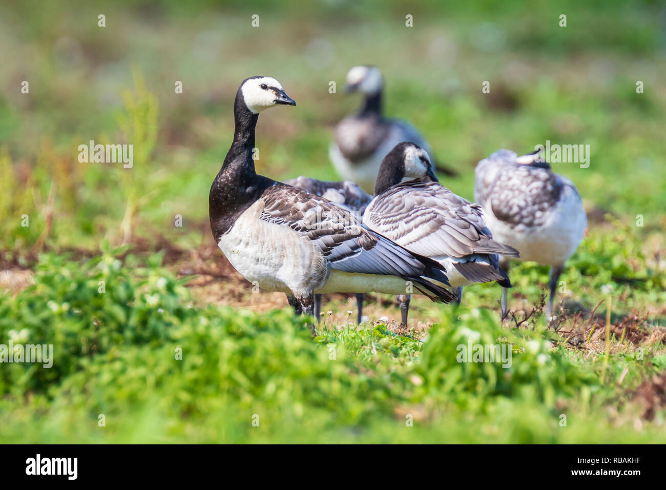 Close-up d'une bernache nonnette Branta leucopsis marcher et d'alimentation dans un pré sur une journée ensoleillée Banque D'Images
